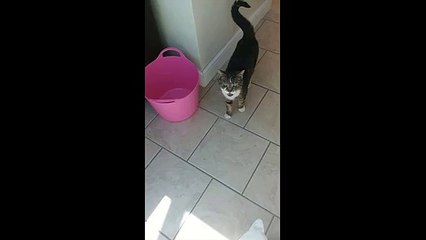 MDR ! Un fils et sa mère ont peur du chat rentré dans leur maison !