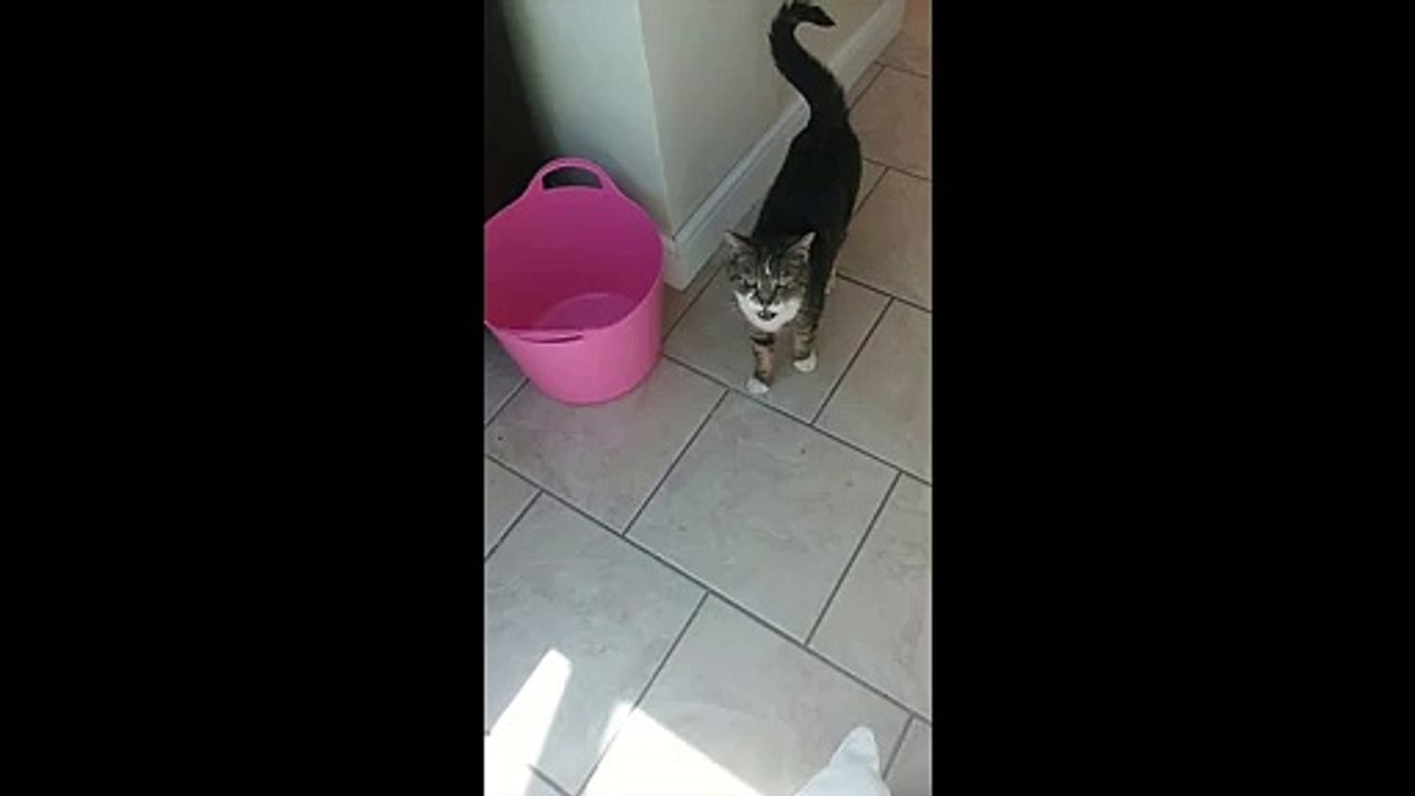 MDR ! Un fils et sa mère ont peur du chat rentré dans leur maison !