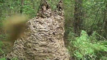 OUCH ! Attaque de guêpes en furie sur une caméra