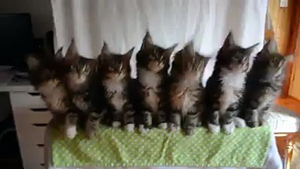 FAN DE CHATS ! Je surKIFFE cette vidéo ! 7 chatons adorables