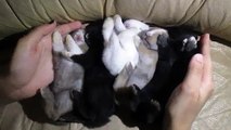 Baby bunnies sleeping