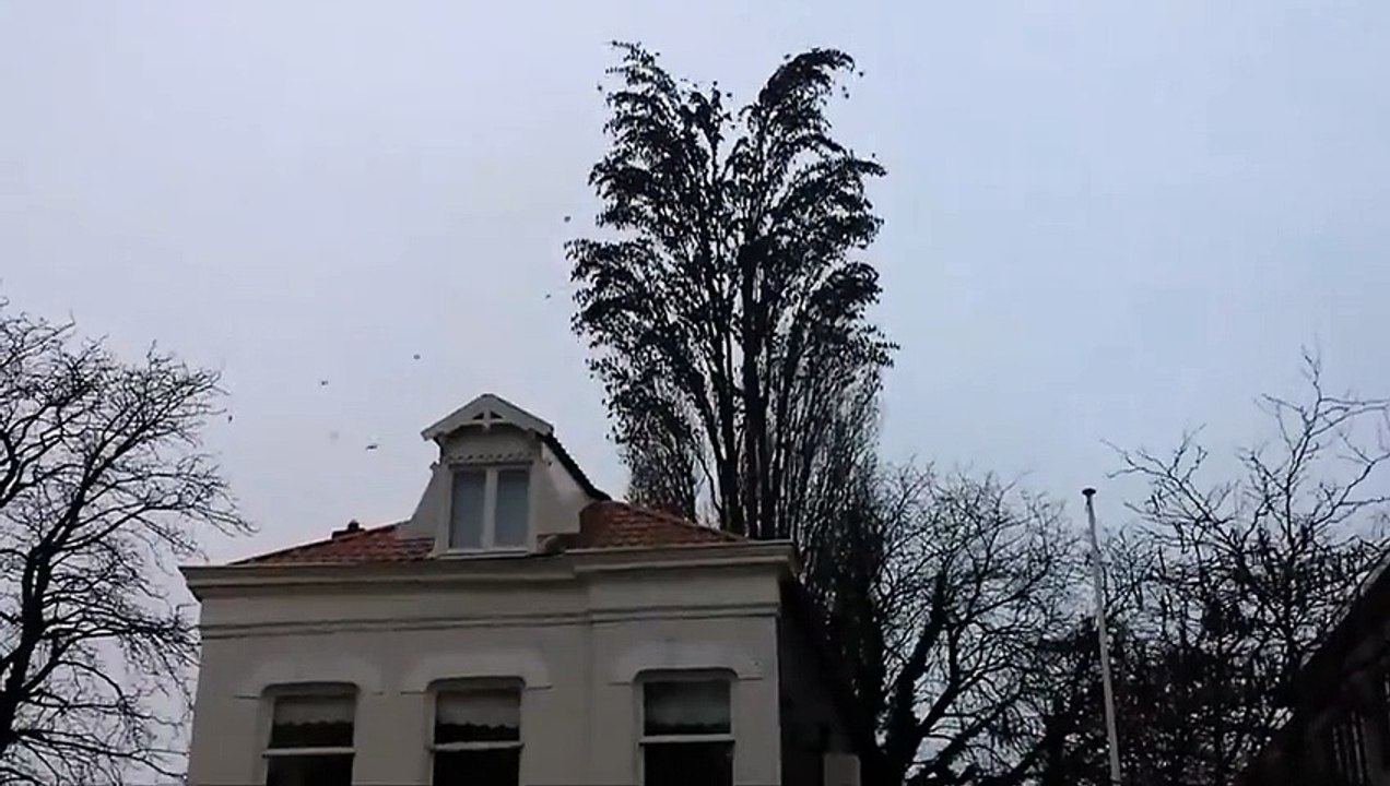 Des milliers d'oiseaux sur un arbre  ! Quelle folie !