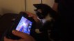 Cet adorable chaton aime jouer à la WiiU ! Trop beau !