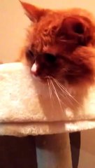 Ce chat adorable tire la langue à chaque bruit de papier collant, j'adore !