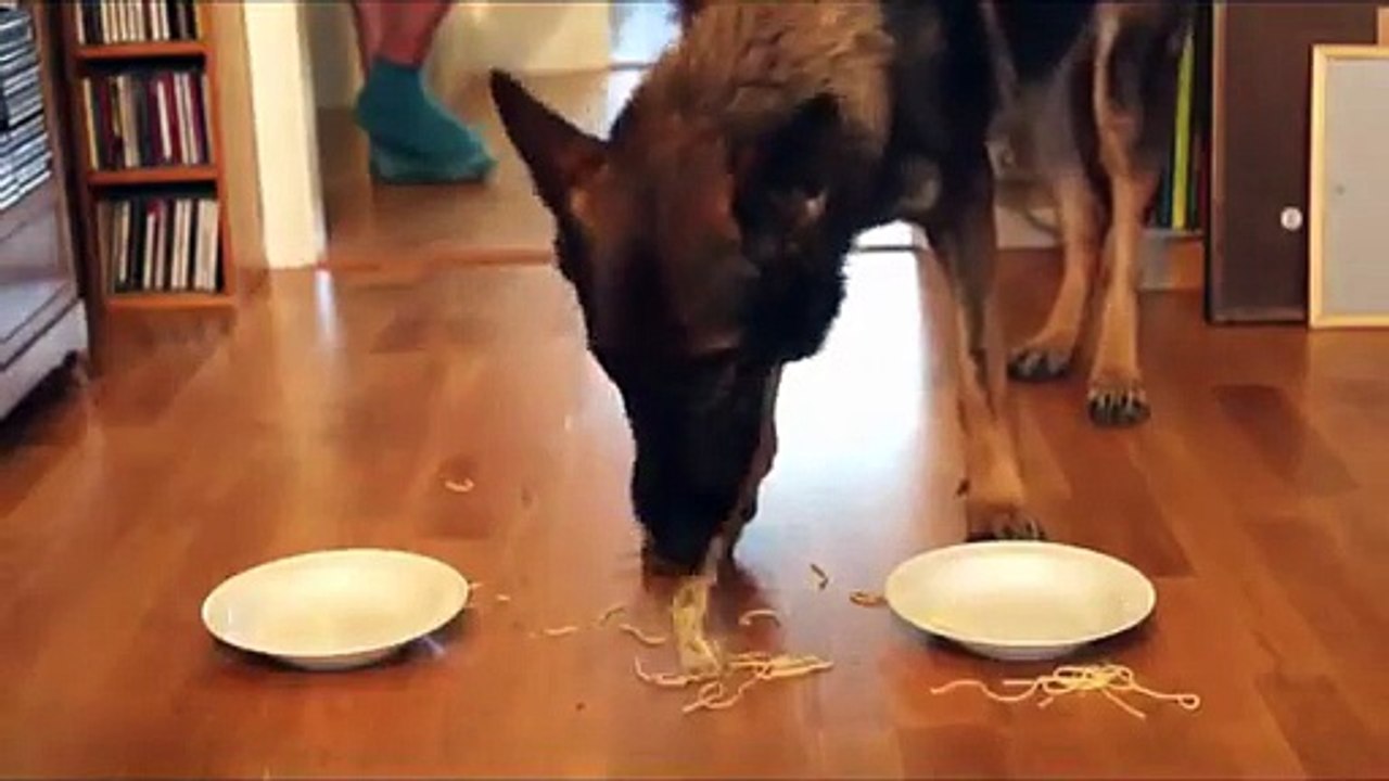 Chien très très gourmand ! Il vide une assiette de pâtes en quelques secondes