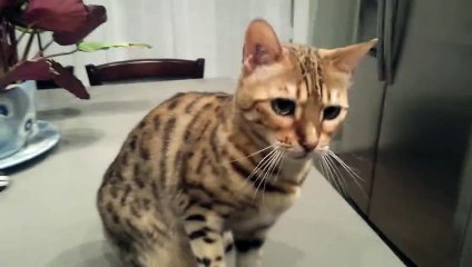 Il a élevé son chat pour qu'il lui donne sa patte ! Excellent !