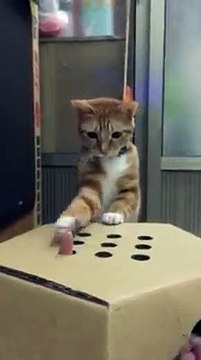 Un joli chaton joue au jeu de la taupe avec le doigt de son maitre ! Adorable !