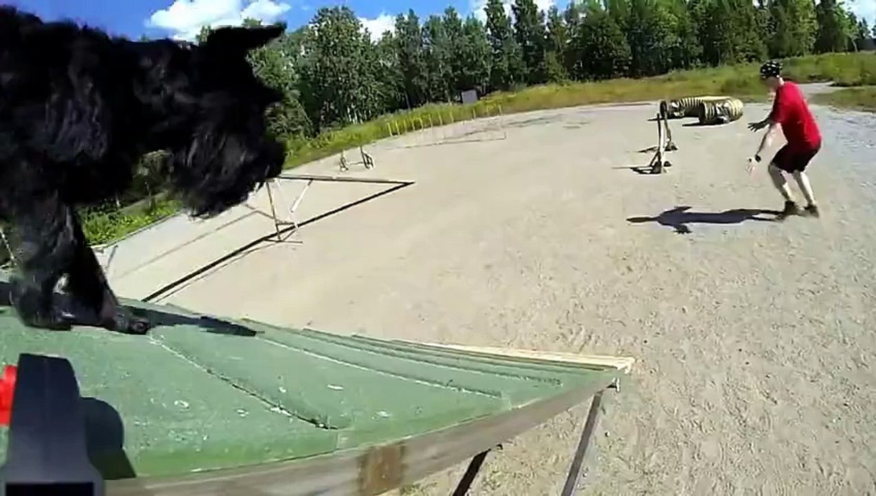 Vidéo insolite ! Ils ont mis une GoPro sur un chien pendant son parcours d'agilité