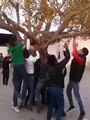10 personnes catapultées par un arbre, de vrais dingues !