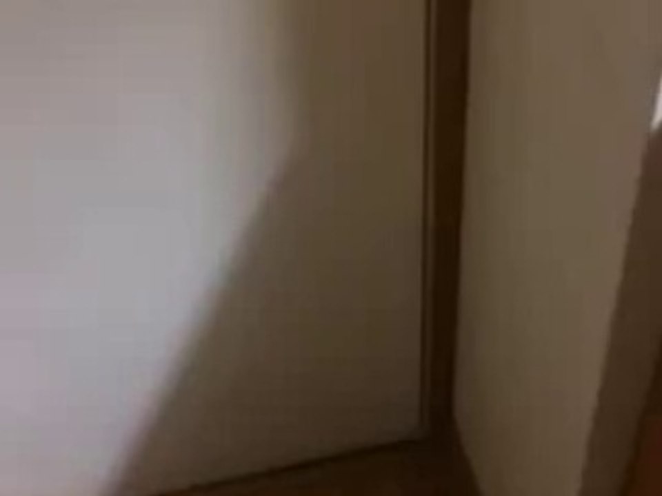 Des chatons savent qu'il est l'heure de manger ! Je suis MDR !