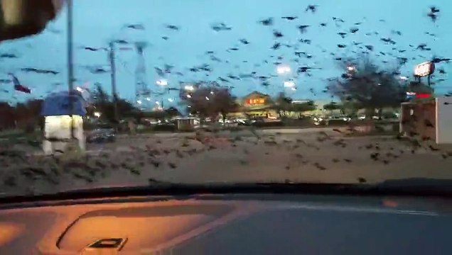 Des oiseaux, bcp d'oiseaux, trop d'oiseaux ... pris en chasse par une Jeep !