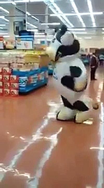 Cette vache est complètement folle !