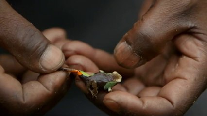 57 espèces de grenouilles dans 6 km² - Ô bout du monde