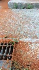 Pendant ce temps là, des millions de crabes rouges migrent en Australie !