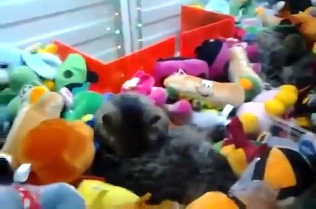 Découvrez la nouvelle attration délire de la fête foraine ! L'attrape chat !