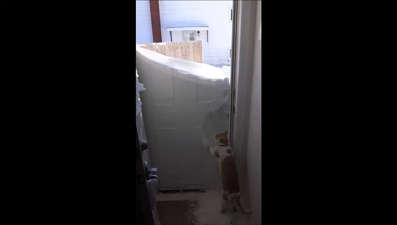 Le chat qui n'aimait pas la neige ! LOOOL !