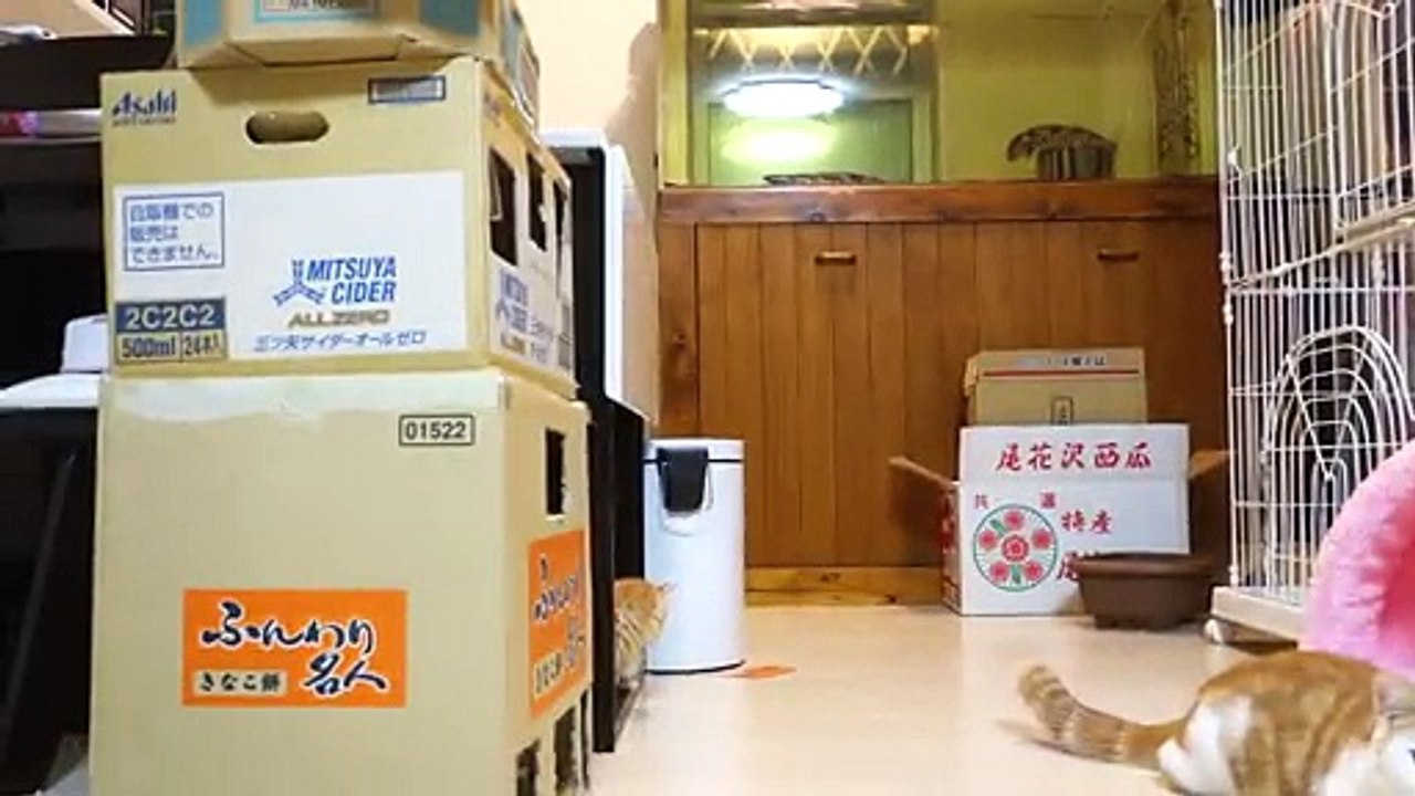 Des bébés chats VS un robot télécommandé ! Trop délire !