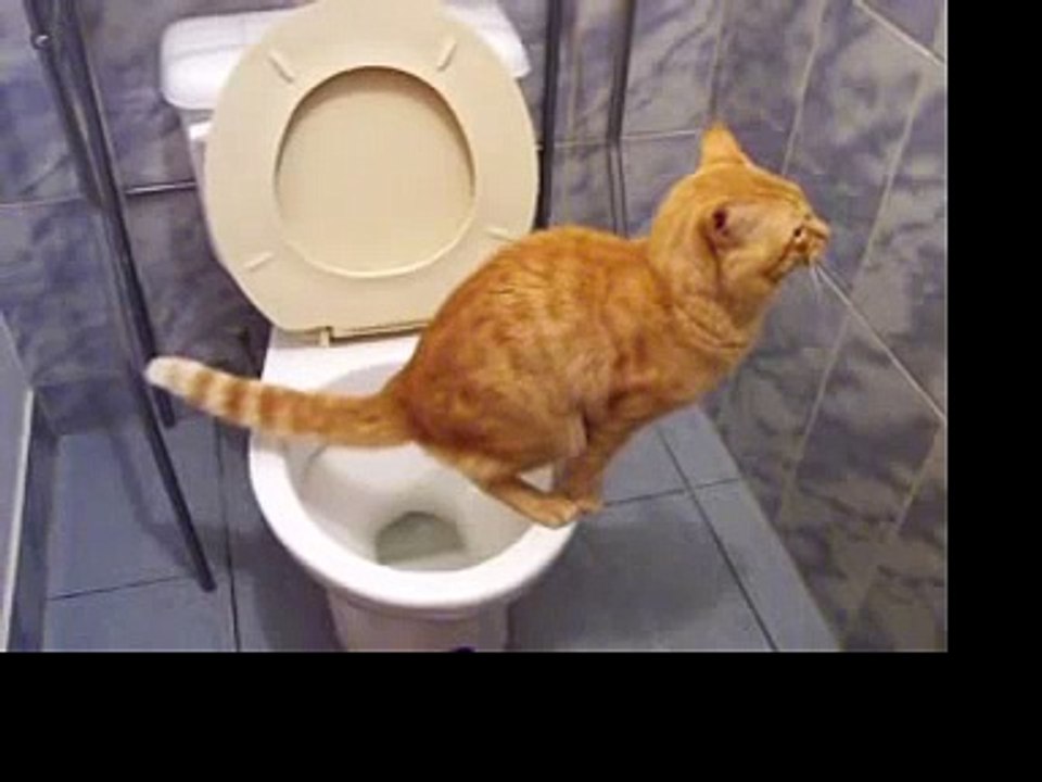 Hé vous avez déjà vu un chat aller au toilette comme les humains ??? Moi oui ... ICI !!!