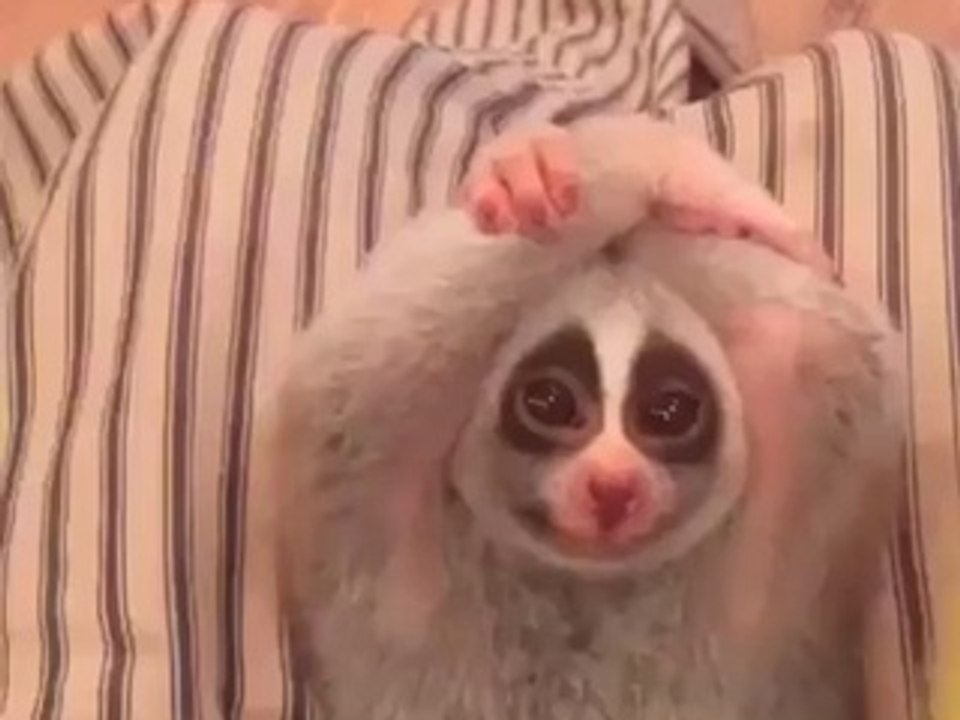 Ce loris (petit singe) est vraiment trop craquant !