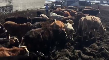 KARSTA BÜYÜK BAŞ HAYVAN TEMİNİ - İSTEDİĞİNİZ SAYIDA EN UYGUN FİYATLARA HAYVAN TEMİNİ.