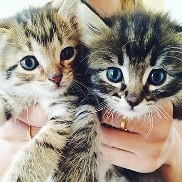 Ossie #cat #cats #rescuecat #kitty #kitten #adorable #cute #sweet #animals #pet #pets #animal