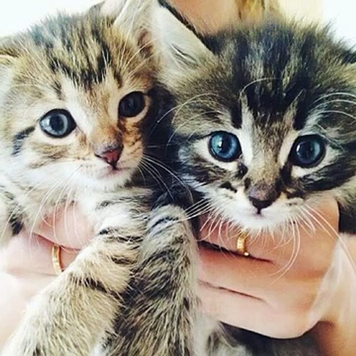 Ossie #cat #cats #rescuecat #kitty #kitten #adorable #cute #sweet #animals #pet #pets #animal