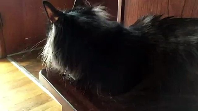 Ce chat devient fou en voyant des oiseaux dehors!