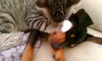 Un chat prend soin d'un chiot malade