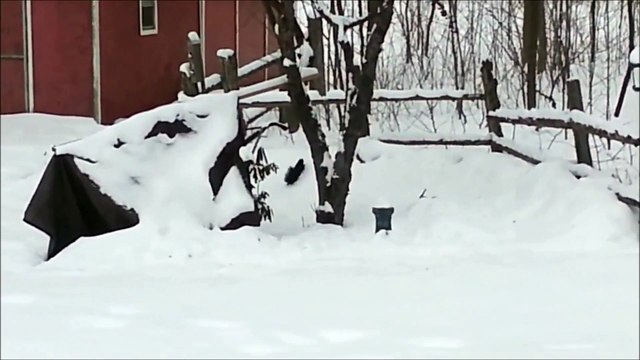 Un écureuil dans une neige haute, c'est fou-rire assuré !