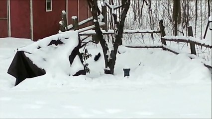 Un écureuil dans une neige haute, c'est fou-rire assuré !