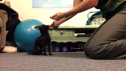 ¡Impresionante! Perrito sordo aprende lenguaje de señas