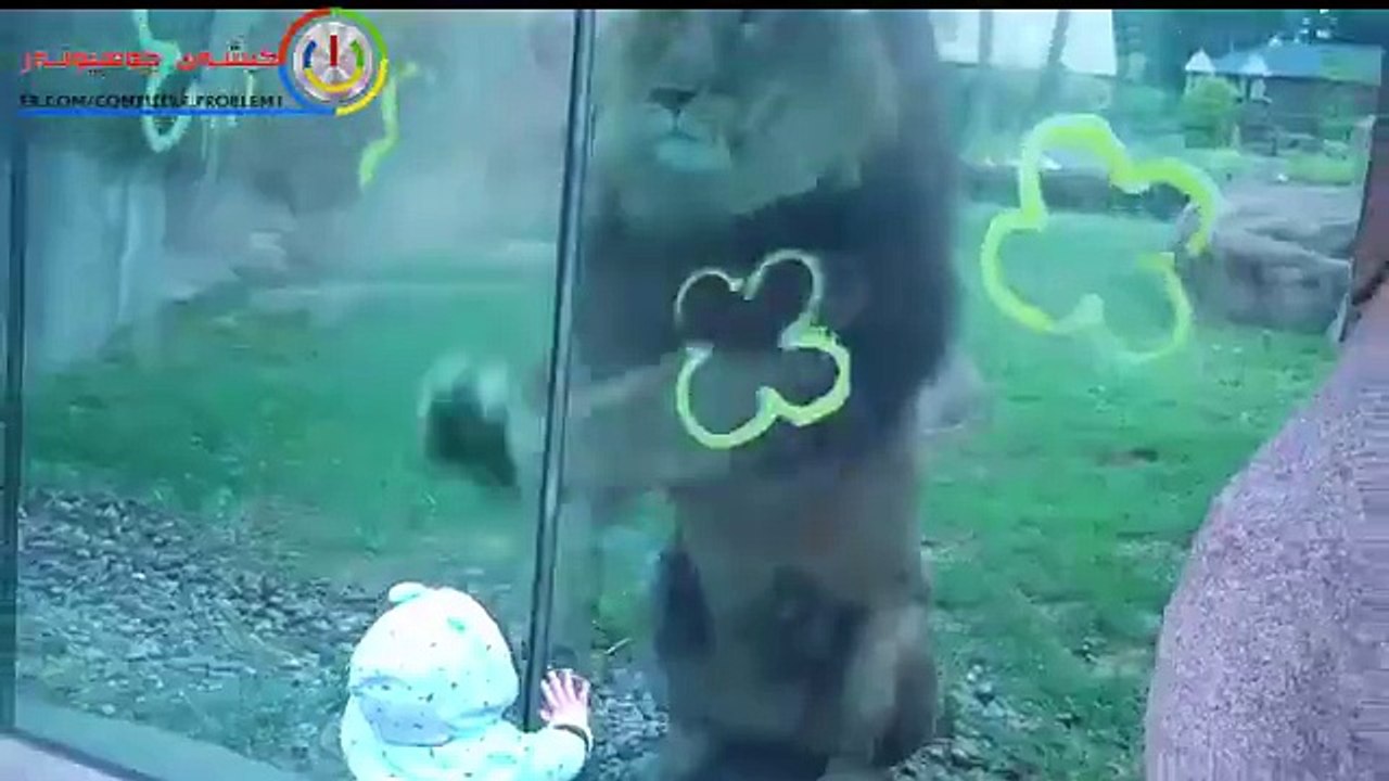 Lion trying to attack baby at zoo