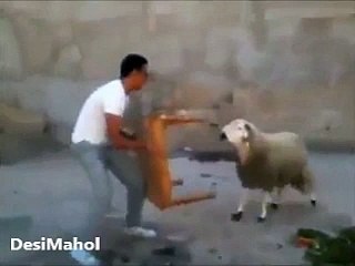 Funny Video of Sheep Attack on Man