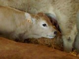 Un veau Aubrac qui tête