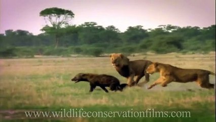 Amazing sights and reflections from 30 years of wildlife films