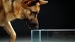 TIMELAPSE : Comment un chien fait il pour boire de leau
