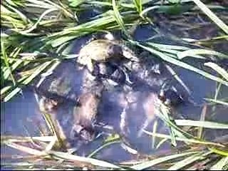 Reproduction des crapauds