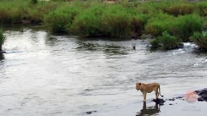Crocodile Attacks a Male Lion