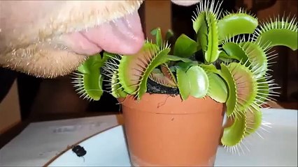 Mettre sa langue dans une plante carnivore ! WTF !