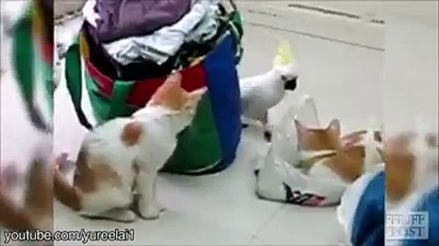 LOL : Ces oiseaux qui enervent les chats