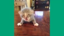 Today's Top 8 Super-Funny and Cute Cat and Kitten Vine Videos 002