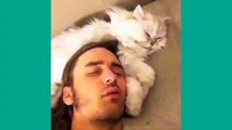 Today's Top 8 Super-Funny and Cute Cat and Kitten Vine Videos 008