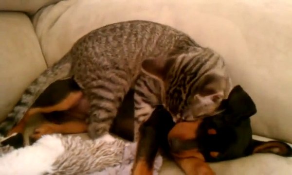 Un chat s'occupe d'un chien malade. Trop mignon!