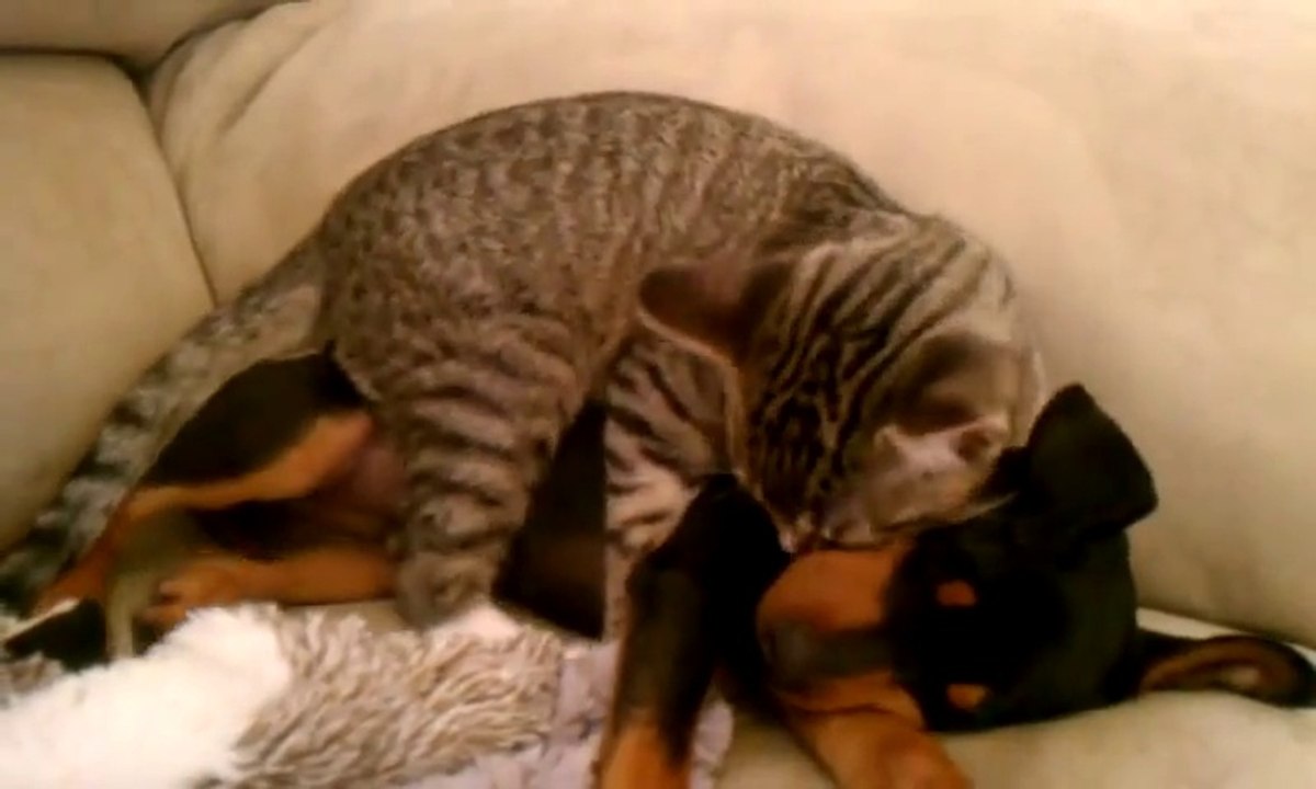 Un chat s'occupe d'un chien malade. Trop mignon!