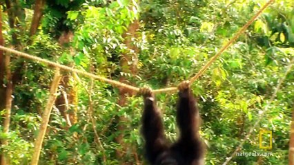 Chimp Escape