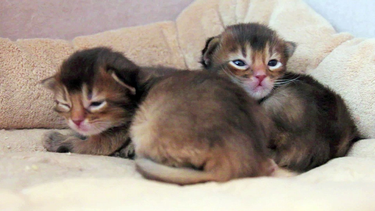 Chatons Rivaleraie 2015