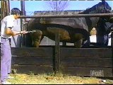 funny animal moments - horse kick