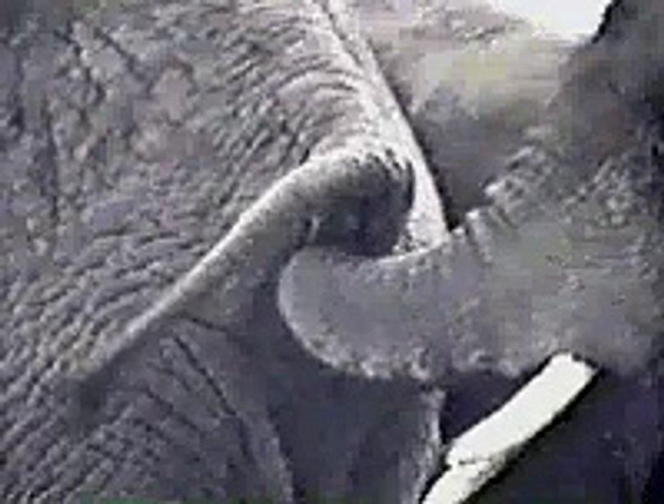 funny animal moments