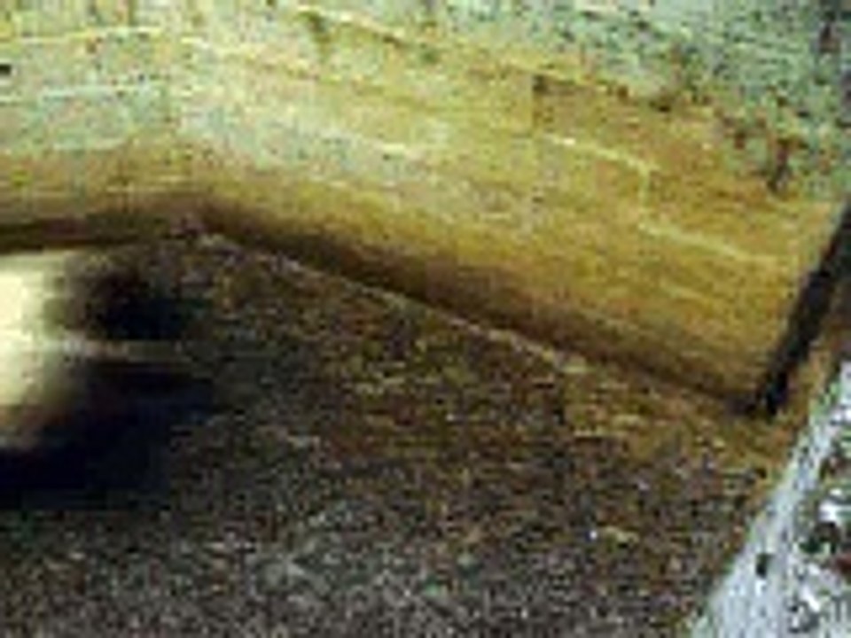 funny animal moments sheep crash