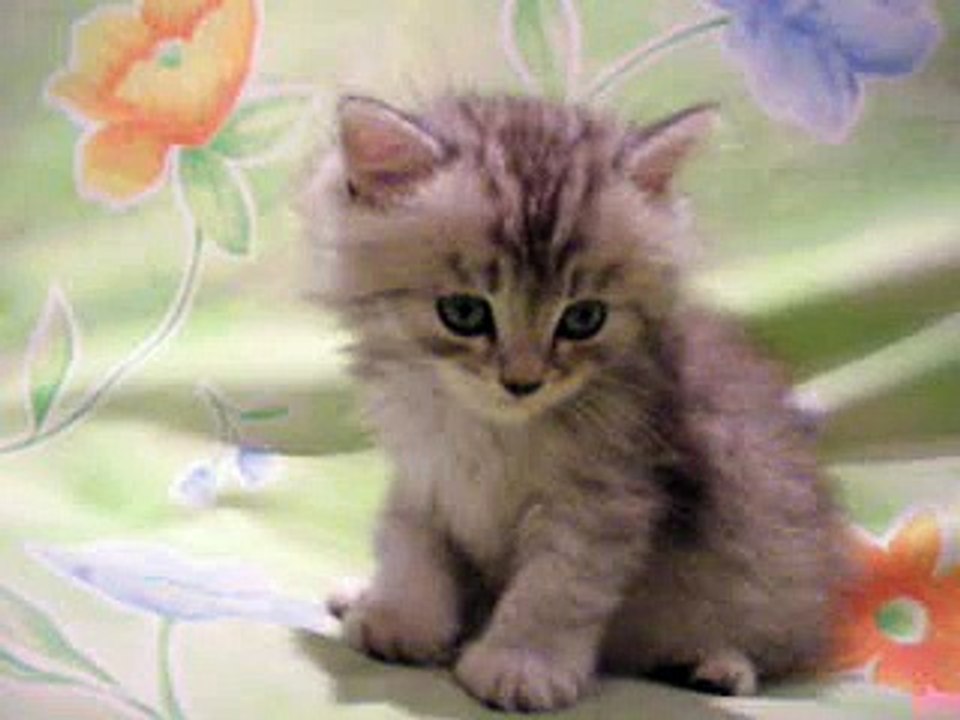 funny animal moments cat sleepy